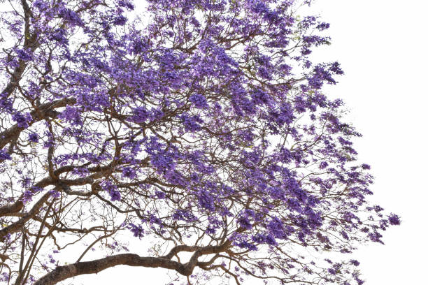 istock Purple flowers 1290557371