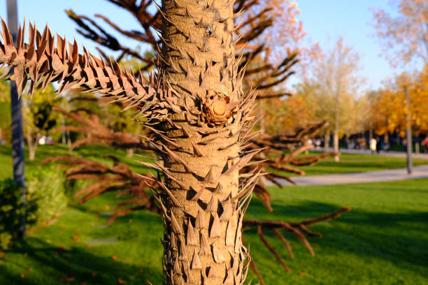 Araucaria araucana, Chilean pine or Monkey Puzzle Tree trunk detail.