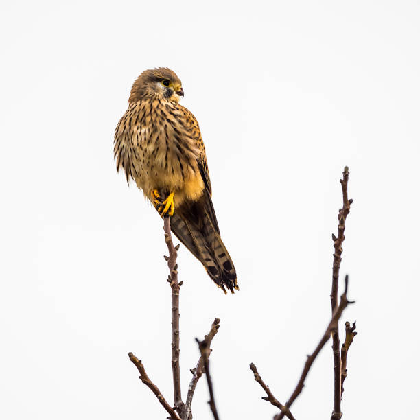 sokół na szczycie drzewa - kestrel hawk beak falcon zdjęcia i obrazy z banku zdjęć