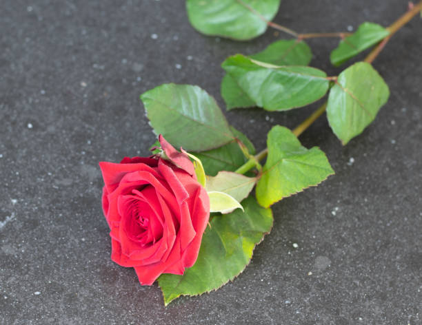 istock Lovely and fresh big red rose 1290559675