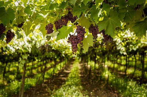 View of a grape field.