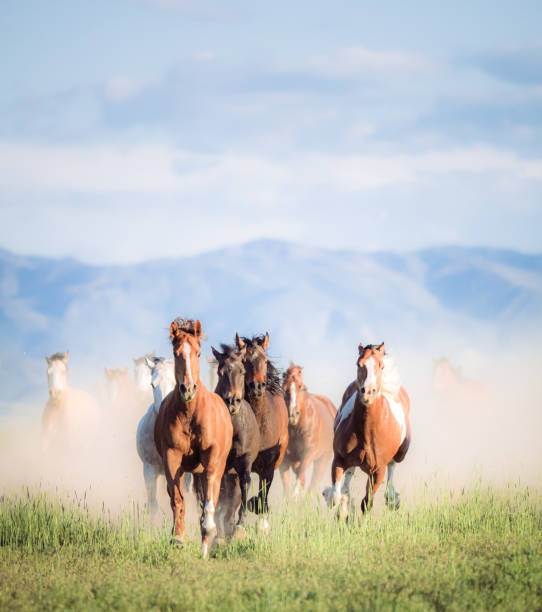 Wild horses galloping Dust in the air as a large group of horses gallop towards the camera in the wilderness of a Southern Utah prairie, with part of the Rocky Mountain range on the horizon.. mustang wild horse photos stock pictures, royalty-free photos & images