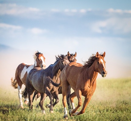 A group of horses galloping in the wilderness of a prairie in Southern Utah.