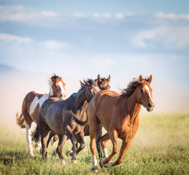 Galloping wild horses A group of horses galloping in the wilderness of a prairie in Southern Utah. mustang wild horse photos stock pictures, royalty-free photos & images