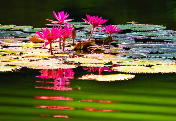 istock Blossom Pink Lotus 1290561082