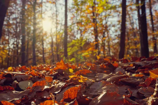 Photo of Colorful autumn leaves in a mixed forest. Lens flares ( Sonnenstern) and trees in the background. Copy space.