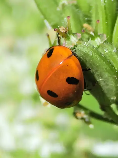 Coccinella septempunctata on unidentified plant