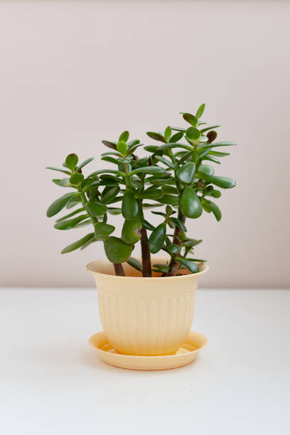 istock Home plant in a light pot is on the table.Crassula grows at home 1290564269