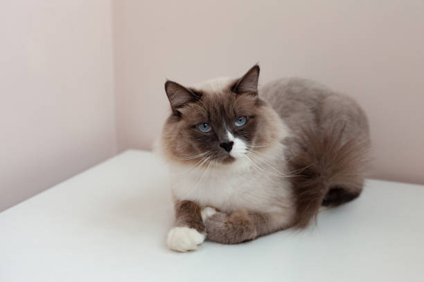 istock Siberian cats, white neva masquerade. Trimmed cat on a light background 1290564276