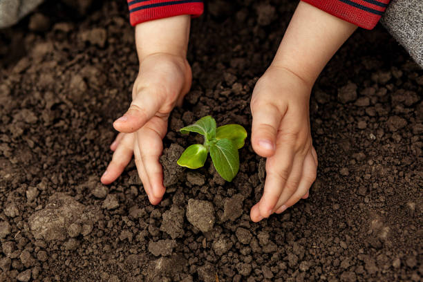 istock A child is holding a small tree. Concept of world environment day. Two hands hold a light green tree. A child plants a plant 1290564325