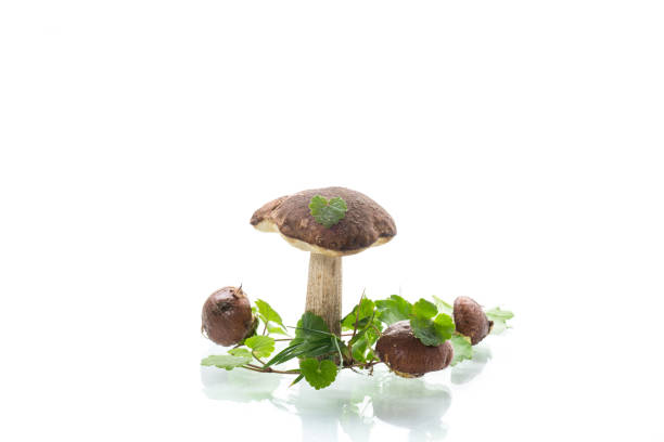 Uncultivated organic forest mushrooms isolated on white background