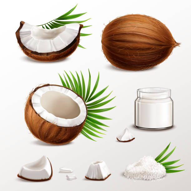 코코넛 사실적인 세트 - coconut flakes stock illustrations