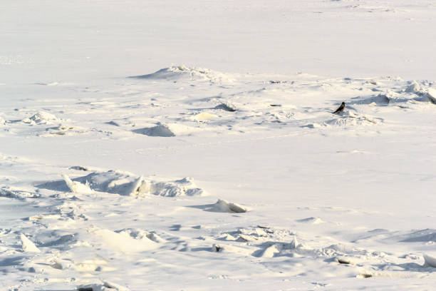 istock Frozen river with snowdrifts and birds. 1290565973