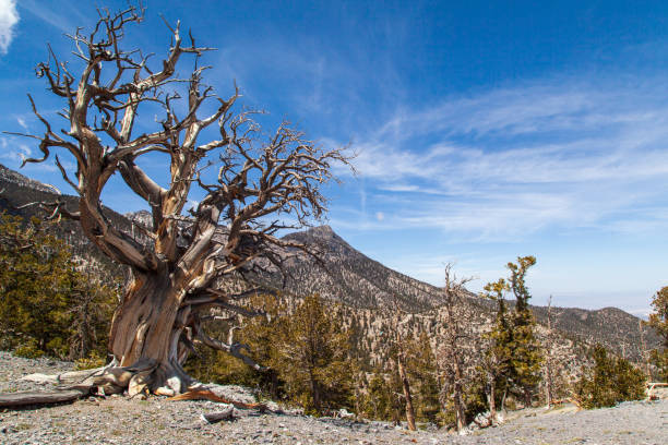 ネバダ州チャールストン山の山脈と森林を背景にしたブリッスルコーンパインの木 - bristlecone pine ストックフォトと画像