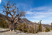 Bristlecone Pine tree with mountain range and forest in the background on Mount Charleston, Nevada