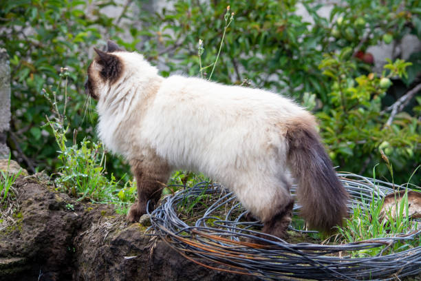 istock beautiful himalayan siamese cat in the field 1290566755