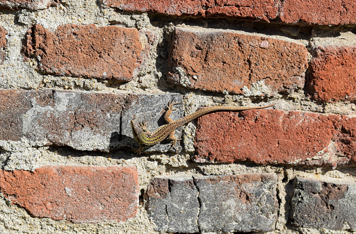 A brown lizard with a green back sits in the sun on a red brick wall