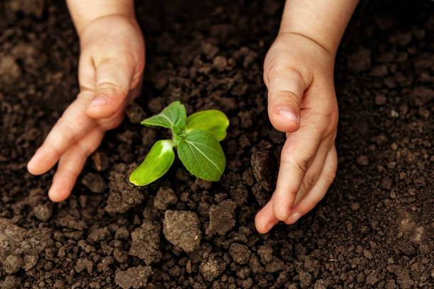 istock A child is holding a small tree. Concept of world environment day. Two hands hold a light green tree. A child plants a plant 1290566971