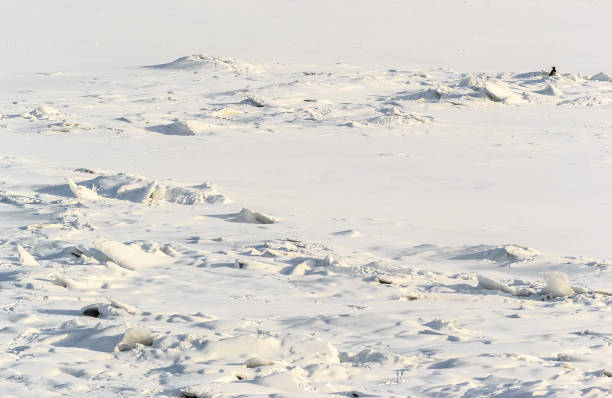 istock Frozen river with snowdrifts and birds. 1290567192
