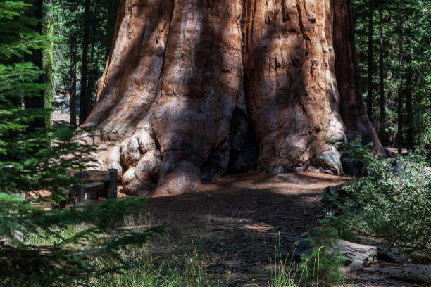 istock General Sherman Tree in Kings Canyon National Park 1290567652
