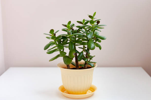 istock Home plant in a light pot is on the table.Crassula grows at home 1290570325