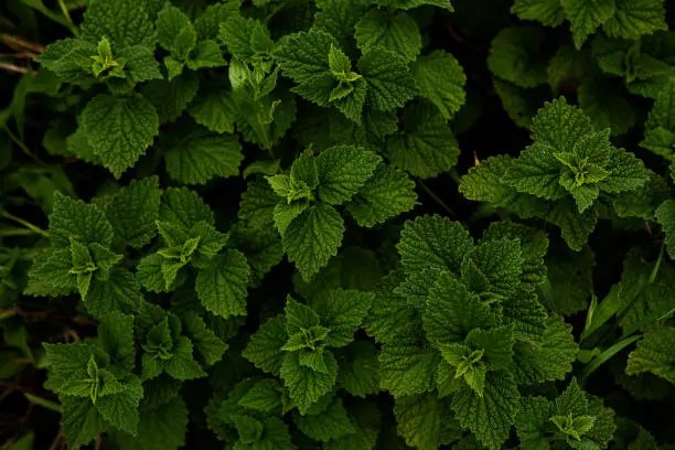 Beautiful texture of nettle. Fresh nettle leaves. Thickets of nettles. Medicinal plant. Top view. Copy space. Can use as banner