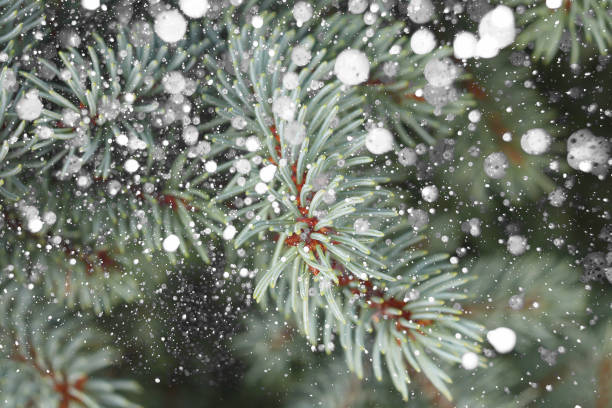istock branches of a blue spruce background with snow 1290571029