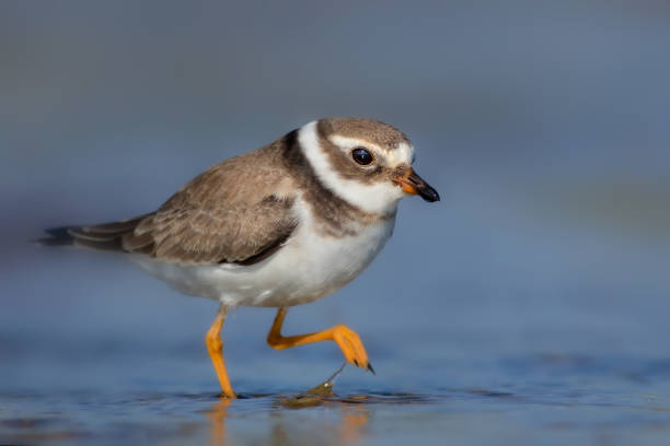 istock Water nature and birds. Colorful nature background. Common Ringed Plover. 1290572191