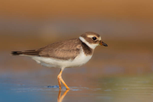 istock Water nature and birds. Colorful nature background. Common Ringed Plover. 1290572210