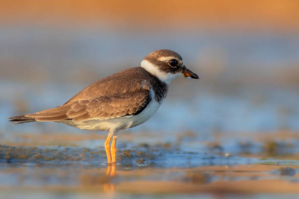 istock Water nature and birds. Colorful nature background. Common Ringed Plover. 1290572293