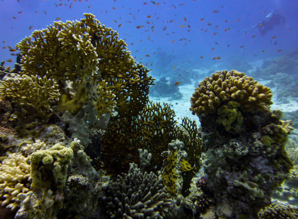 istock Coral reef with colorful hard corals and fish 1290572788