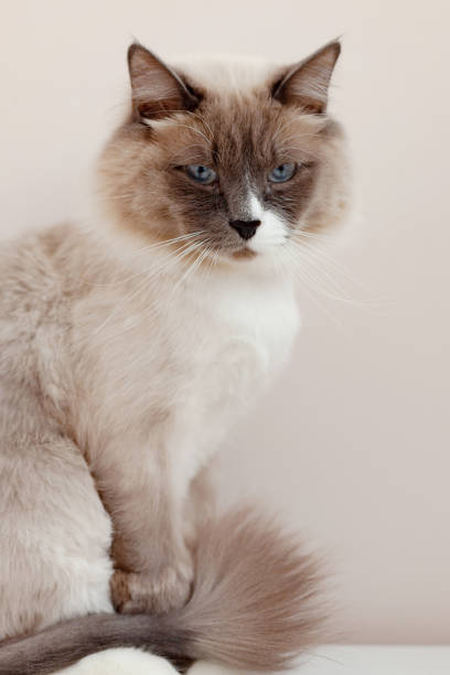 istock Siberian cats, white neva masquerade. Trimmed cat on a light background 1290573860