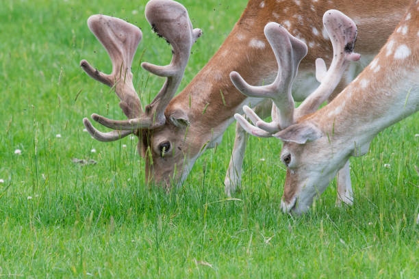 Fallow Discing 810+ Fallow Buck Uk Stock Photos, Pictures & Royalty-Free Images - iStock