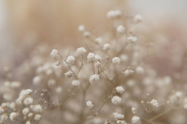 istock Dried baby’s breath flowers 1290575417