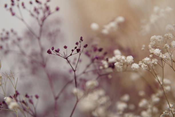 istock Dried baby’s breath flowers 1290575451