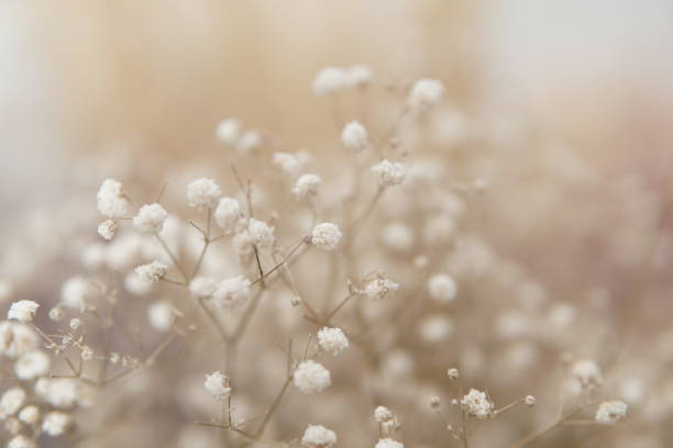 istock Dried baby’s breath flowers 1290575463