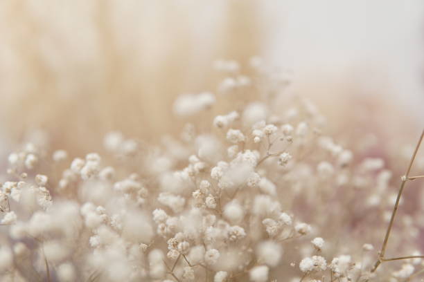 istock Dried baby’s breath flowers 1290575481