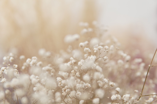 Dried baby’s breath flowers