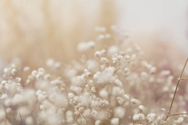 flores de respiração do bebê seco - limonium - fotografias e filmes do acervo