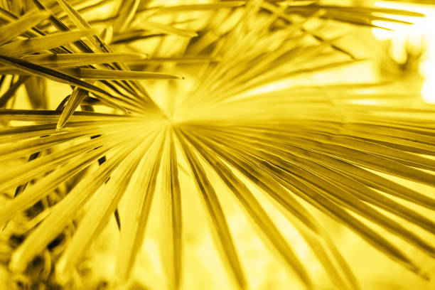 Palm leaves in sunlight. Textured background of a tree.