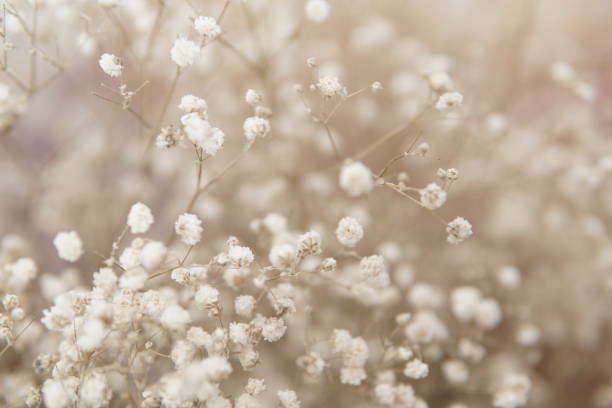 istock Dried baby’s breath flowers 1290575486