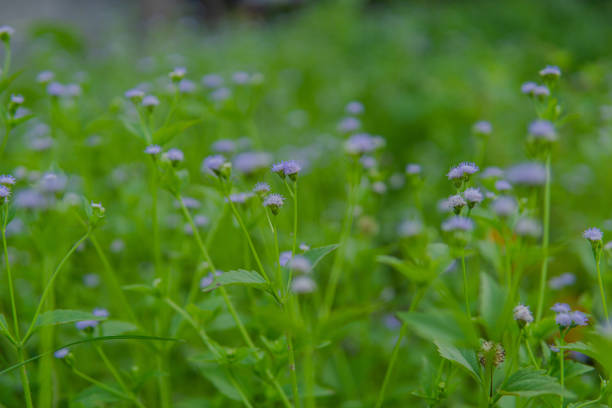 close up of Myosotis scorpioides