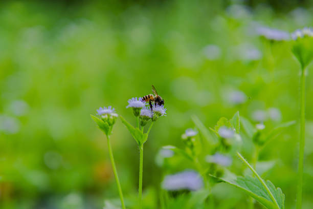 istock close up of Myosotis scorpioides bee 1290575699
