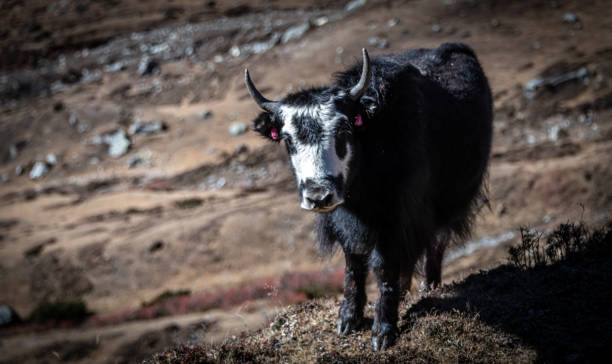 istock Black and white yak in the Himalayas - Nepal. 1290578644