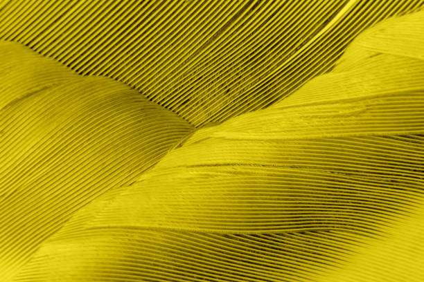 Illuminating yellow and Ultimate Gray background feather texture. Color 2021. Abstract background, close-up. selected sharpness