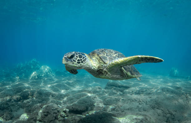 istock Hawaiian green sea turtle in clear water 1290584033