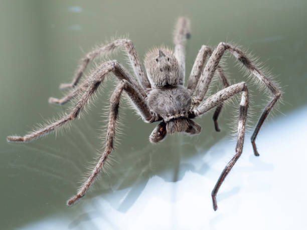 istock A large brown arachnid commonly known as a Huntsman Spider (Holconia montana). 1290586124