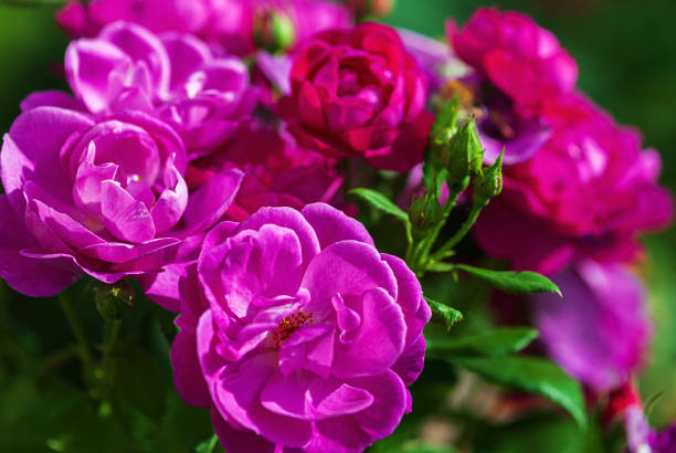 magenta rosa rosas florescendo no jardim de rosas de verão, close-up - gallica rose - fotografias e filmes do acervo