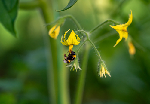 Bumble bee pollinating tomato flower in a greenhouse