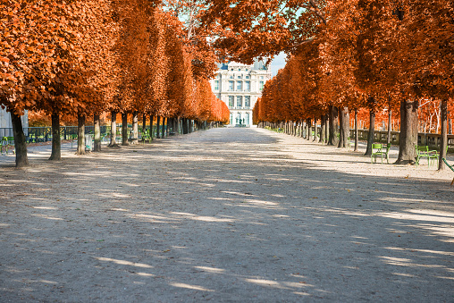 Park alley with red autumn trees in Tuileries garden in Paris, France